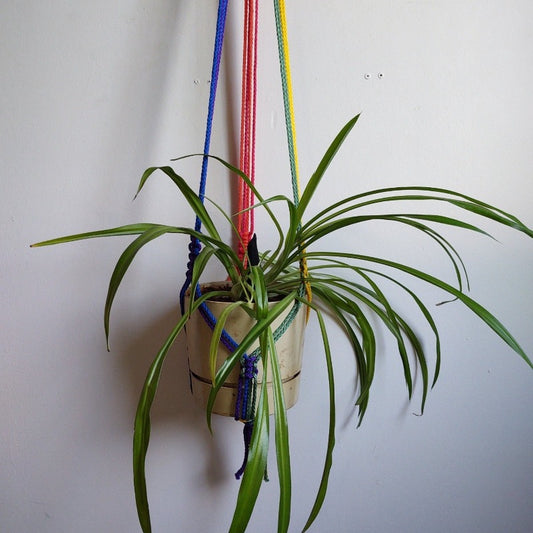 macrame plant hanger rainbow